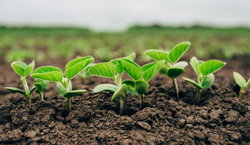 cultivos biotecnologicos