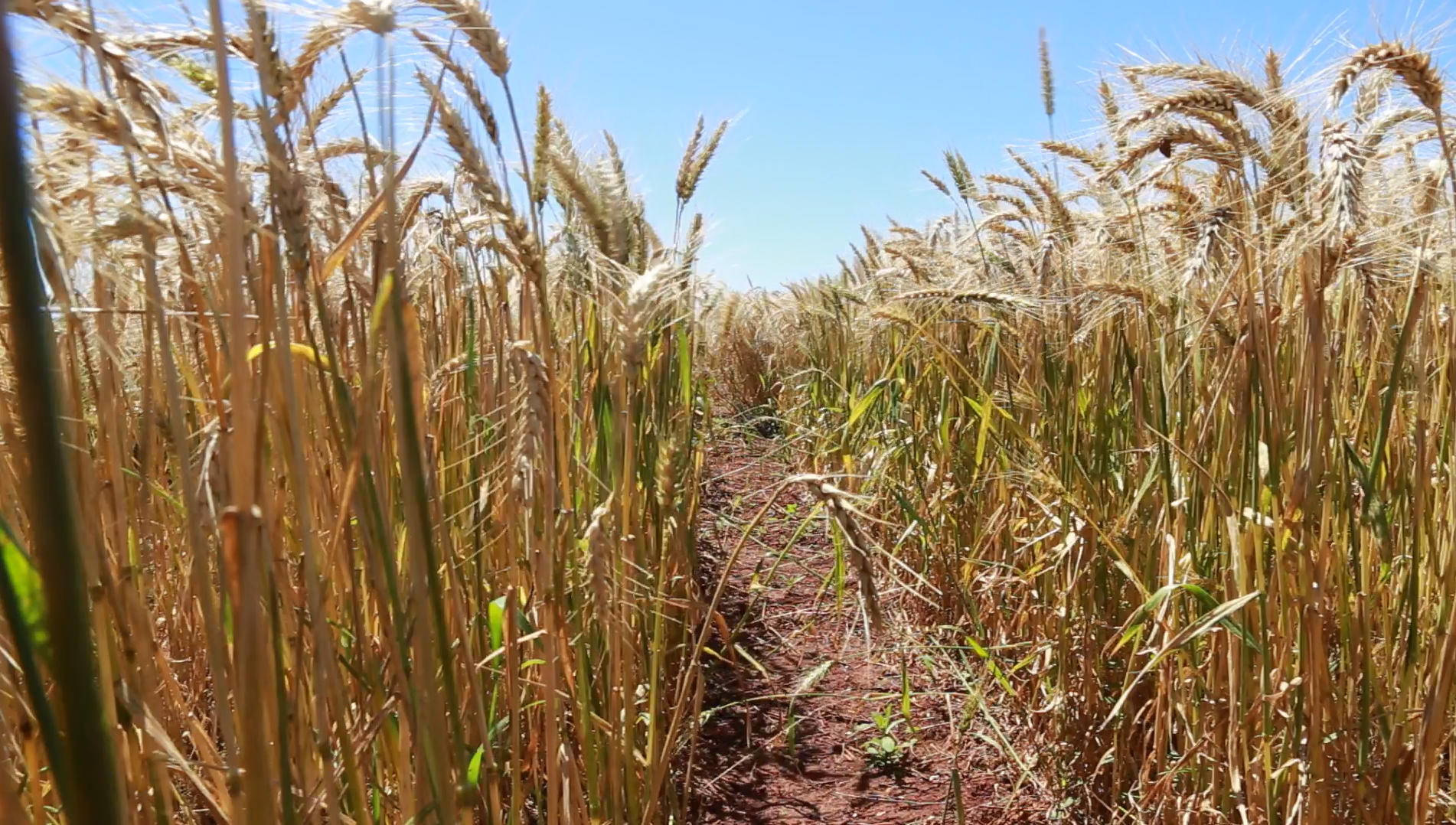 INBIO presentó el informe de superficie sembrada durante la campaña agrícola de invierno 2025, correspondiente a los cultivos de trigo, canola, cobertura verde y cobertura seca.