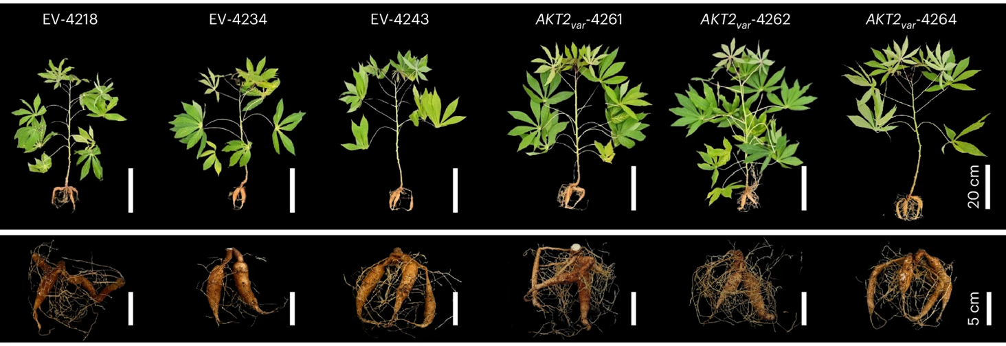 Investigadores de la Universidad Friedrich-Alexander de Erlangen-Núremberg (FAU), de Baviera, Alemania, junto a un consorcio internacional de centros de investigación, lograron aumentar el rendimiento y la tolerancia a la sequía de la mandioca.