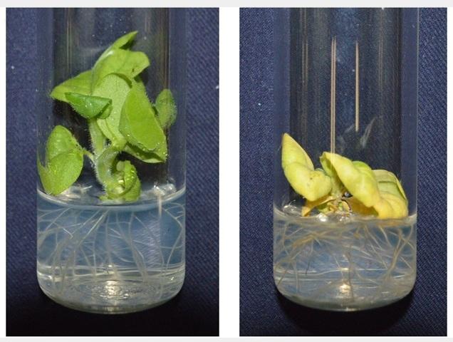 Un nuevo estudio realizado por la Osakan Metropolitan University revela un mecanismo molecular que permite a algunos híbridos de plantas superar las probabilidades de sobrevivencia y eviten la letalidad híbrida