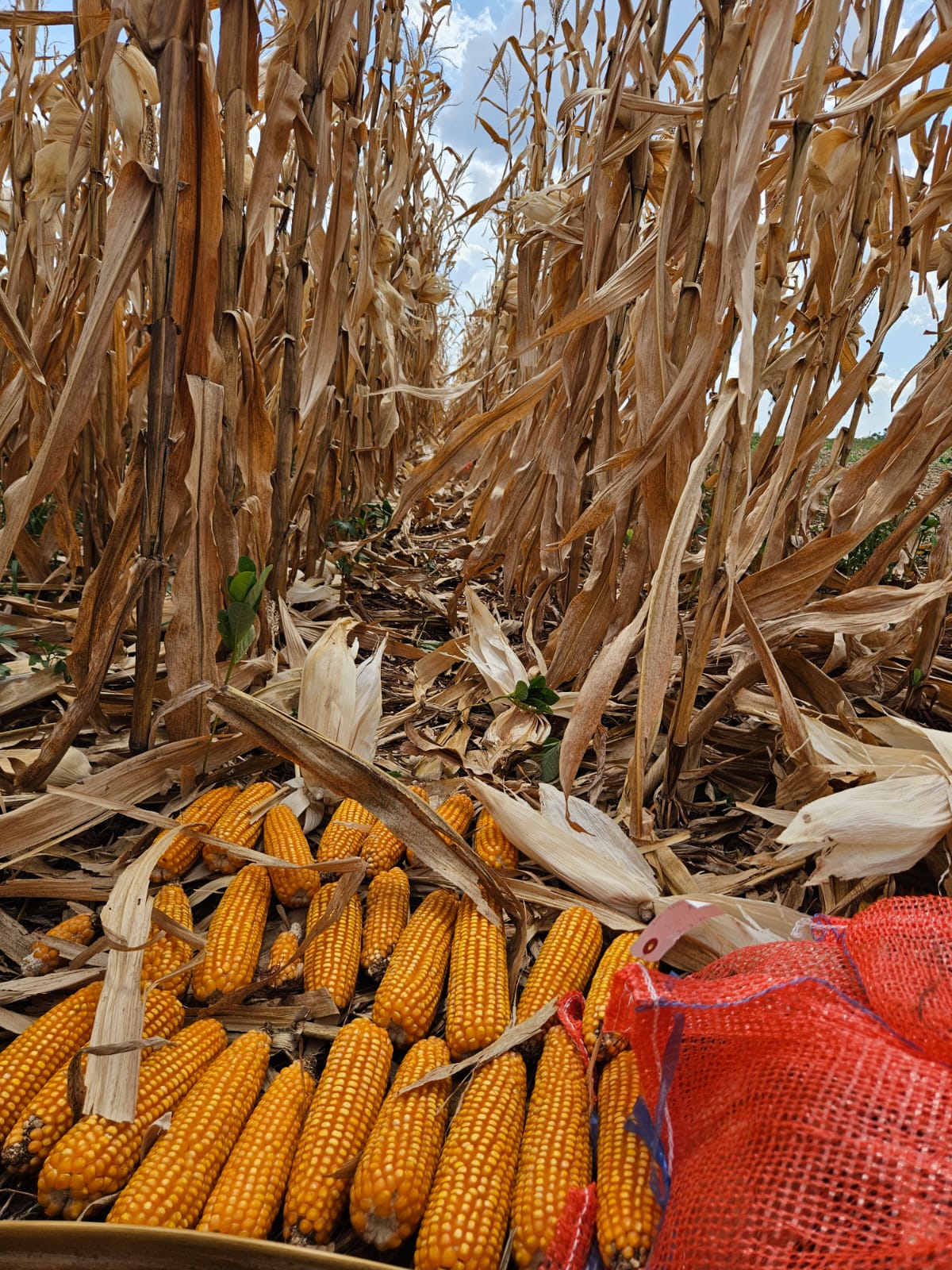 Investigadores paraguayos desarrollan un estudio sobre el uso de biológicos solubilizadores de fósforo en el cultivo de maíz dando seguimiento a una tendencia de su uso para la diponibilización de fósforo para el cultivo.