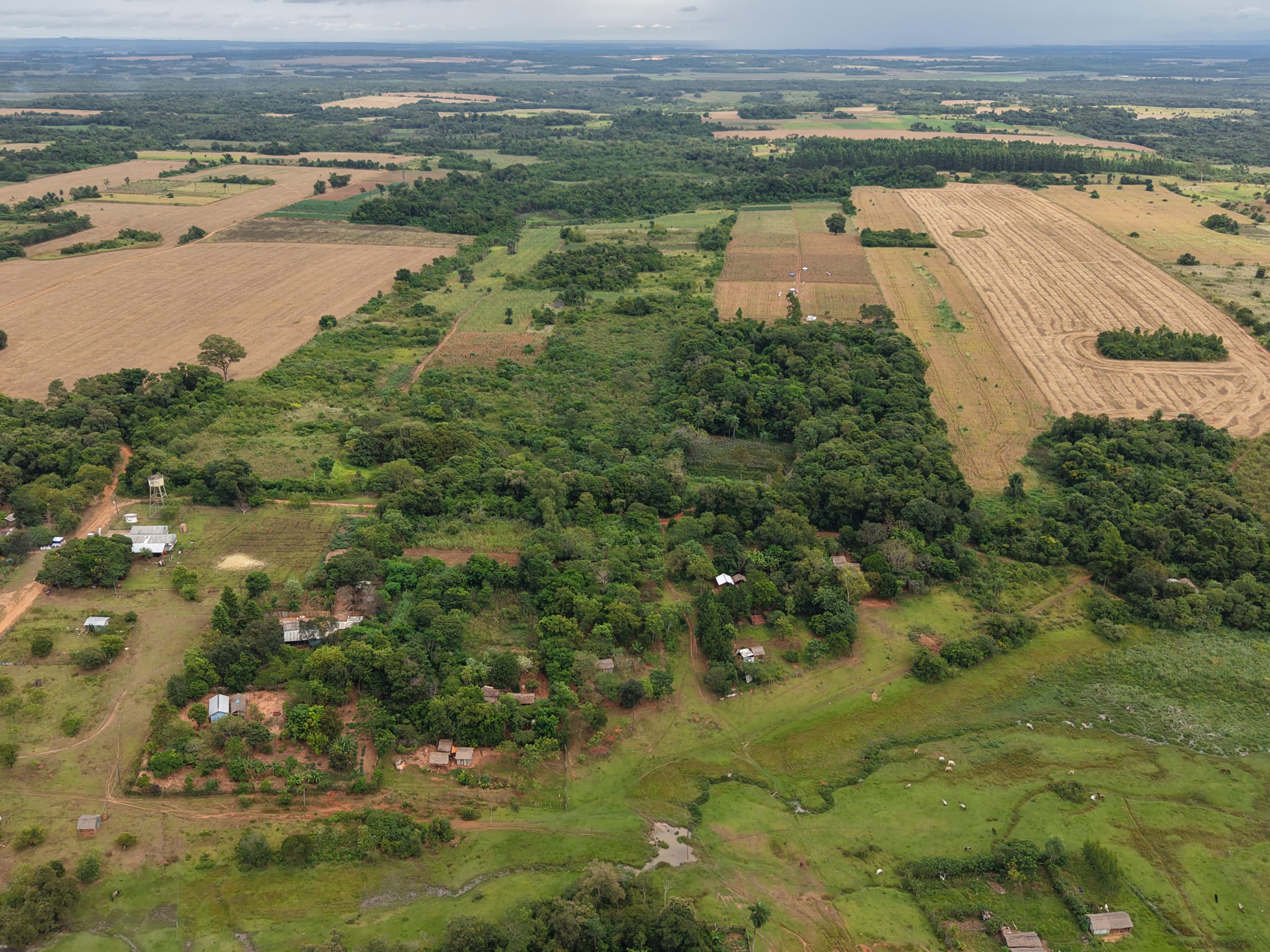 Zafra 2025-2026- Superficie de soja aumentó, mientras arroz y maíz tuvieron acentuada disminución
