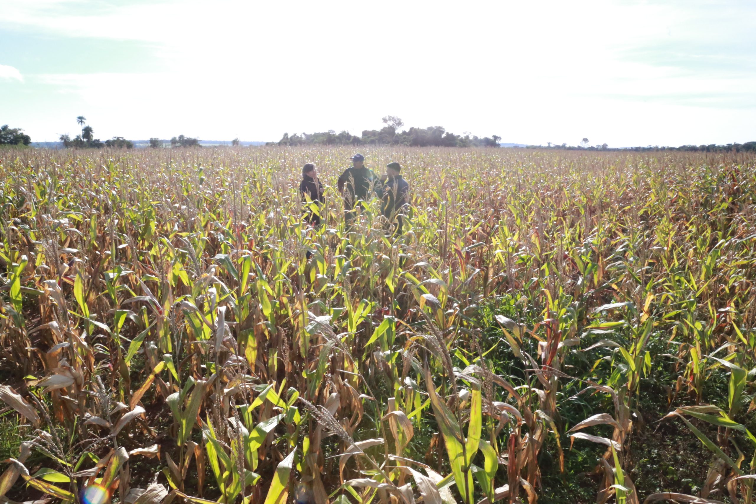 INBIO presenta su informe de estimación de superficie sembrada durante la campaña agrícola de zafriña 2026 en los cultivos de maíz y soja en la Región Oriental de Paraguay, donde se puede observar la mayor área histórica del cultivo de maíz y un leve repunte del área de soja.