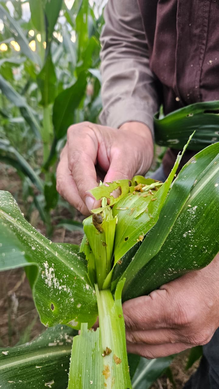 (INBIO) a través de su Programa de Mejoramiento en Maíz alerta a los productores de maíz de todo el país de la presencia de Spodoptera frugiperda con el agravante de que los daños son similares entre híbridos transgénicos y variedades convencionales.